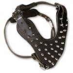 Spiked 2-Ply Latigo Harness for working dogs