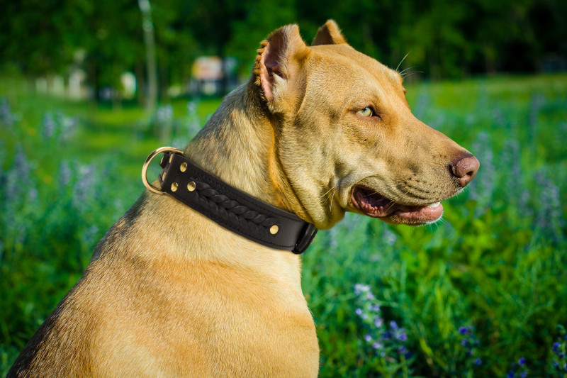Luxury leather dog collar for big breeds