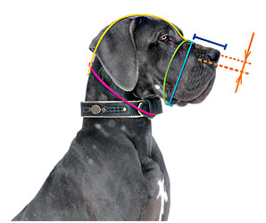 Measure correctly your Doberman