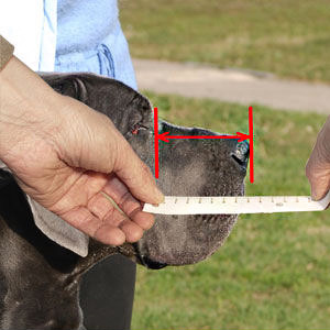 How to measure your Doberman