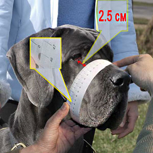 Take the right  measurements of your dog