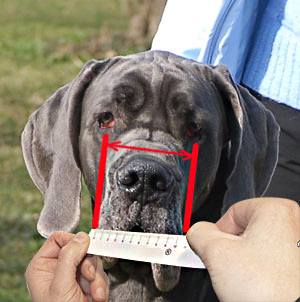 How to measure your pet