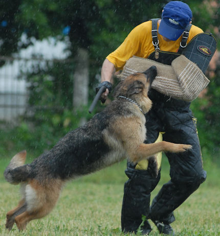 dog police sleeve