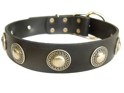 Leather  Dog Collar with silver conchos for dog training or for dog owners