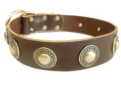 Leather  Dog Collar with silver conchos for dog training or for dog owners