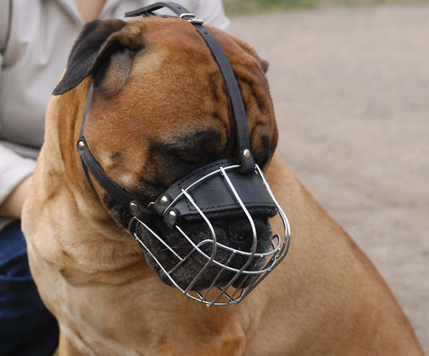 Wire Basket dog muzzle