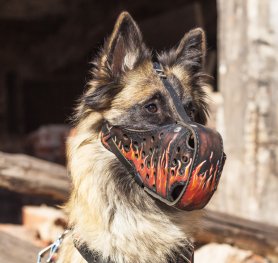 Purchasing the Right Dog Muzzle